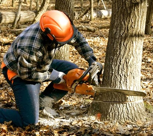 Tree Removal in Siloam, GA